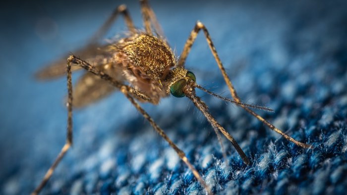 Megjelent Magyarországon a szúnyogok által terjesztett nyugat-nílusi láz