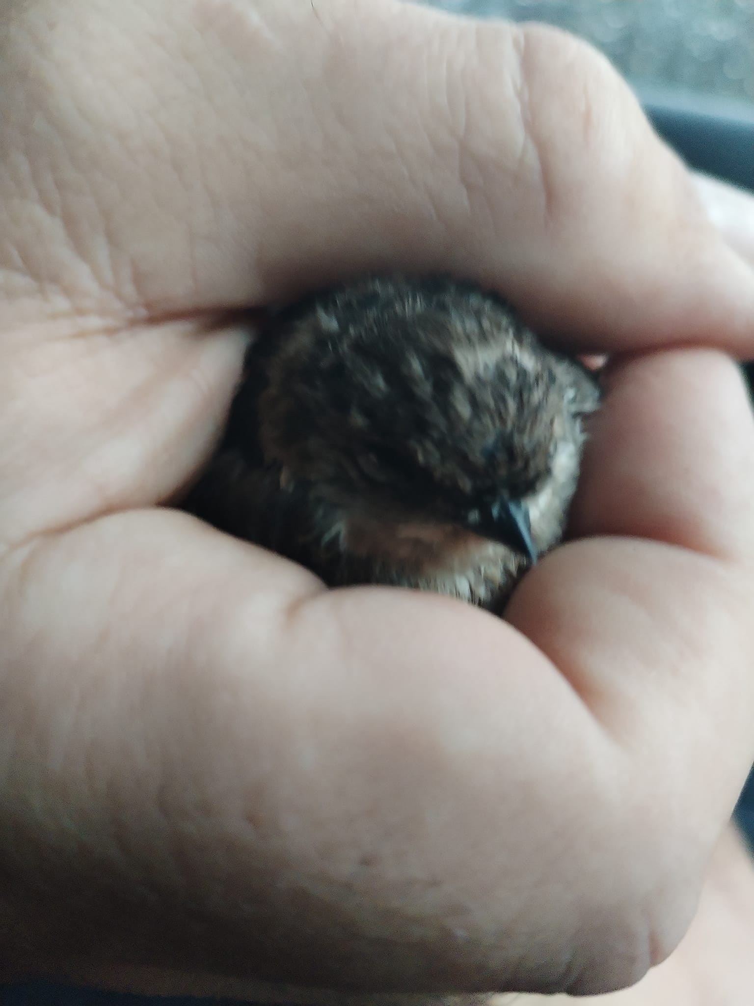 A nap, amikor az egész ország összefogott - Szívszorító