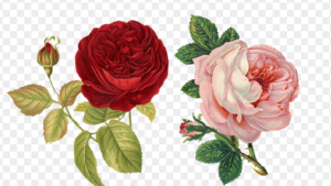 Amit látsz ezen a képen, elárulja, hogy boldog vagy-e