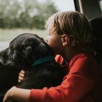 Autós utazás kutyával/cicával - Hasznos tippek a biztonságos úthoz